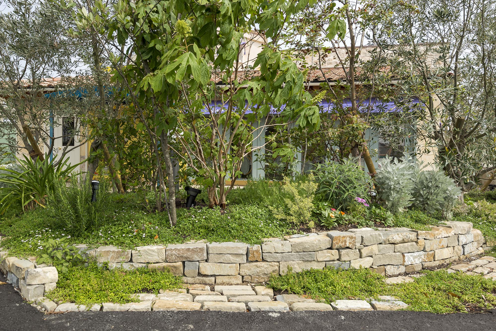 コルテミーリア ウォーリング | 造園資材館