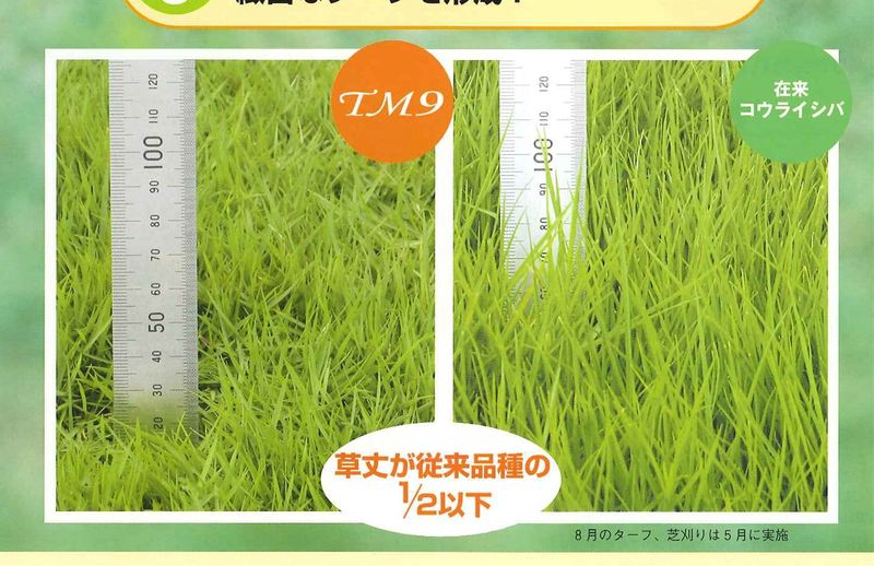 芝生 TM-9 | 造園資材館