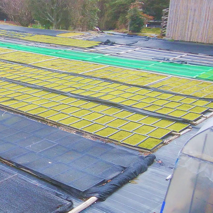 スナゴケ+ハイゴケミックスシート | 造園資材館